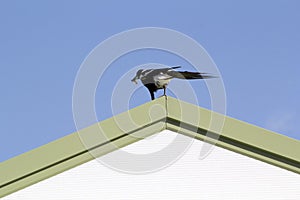 An Australian Magpie (Gymnorhina tibicen) catches a prey in Sydney