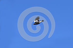 An Australian Magpie (Gymnorhina tibicen) in flight in Sydney
