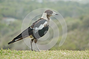 Australian magpie (Gymnorhina tibicen) a medium-sized bird with dark plumage, the animal stands on the grass