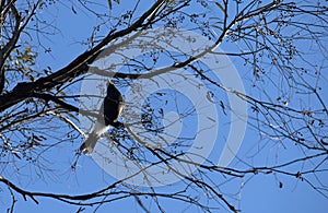 Australian Magpie (Gymnorhina tibicen) perched on a tree