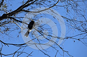 Australian Magpie (Gymnorhina tibicen) perched on a tree
