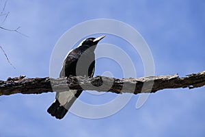 An Australian Magpie (Gymnorhina tibicen) perched on a tree