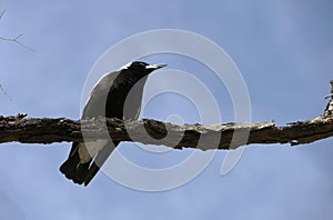 An Australian Magpie (Gymnorhina tibicen) perched on a tree