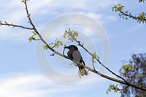 An Australian Magpie (Gymnorhina tibicen) perching on a tree
