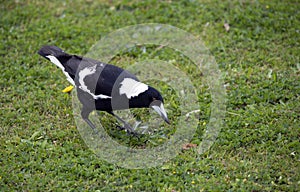 An Australian Magpie (Gymnorhina tibicen) searching for food