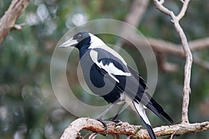 An Australian Magpie, Gymnorhina tibicen, sitting on the branches of tree. Australia