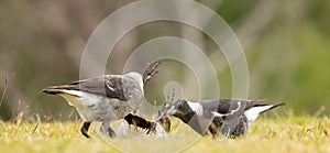 Australian magpie (Gymnorhina tibicen) young birds play making on the ground, Gold Coast, Australia.