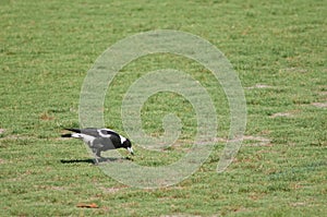 Australian magpie Gymnorhina tibicens feeding.