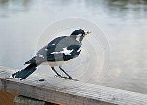 Australian magpie lark