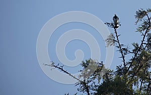 Australian Magpie-Lark (Grallina cyanoleuca) perched on a tree in Sydney
