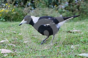 Australian Magpie in Queensland
