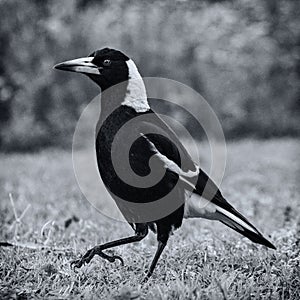 Australian Magpie in Queensland