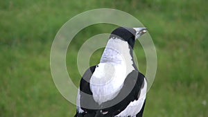 Australian magpie with seed flies away