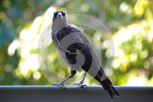 Australian magpie sitting on a balcony