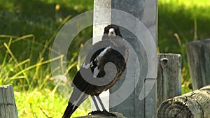 Australian magpie sitting on a wooden fence