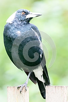 Australian magpie in Sydney