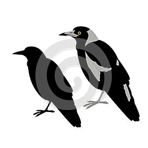 Australian magpie vector illustration flat style black silhouette
