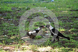 Australian Magpies