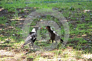 Australian Magpies