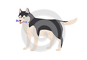Australian Malamute dog standing and holding toy bone in mouth. Purebred doggy playing. Colored flat vector illustration