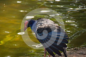 Australian Mandar bird basking on the riverbank photo