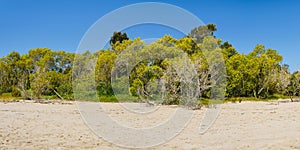 Australian mangrove forest at low tide, water exposed sandy coast