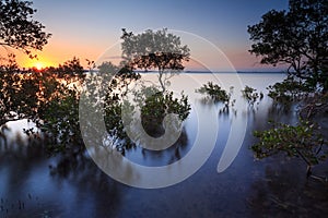 Australian mangrove trees at sunset