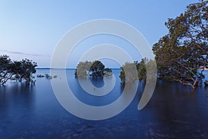 Australian mangrove trees at sunset