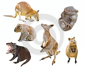 Australian marsupials isolated photo