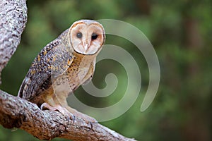 Australian Masked Owl