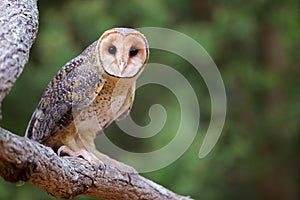 Australian Masked Owl photo