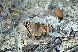 Australian Meadow Argus butterfly (Junonia villida)