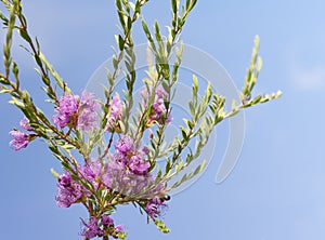 Australian melaleuca thymifolia, native purple wildflower