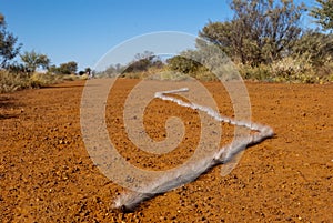 Australian millipede crawler photo