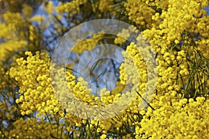 Australian Mimosa Or Wattle Tree In Bloom