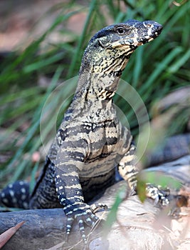 Australian monitor or goanna,queensland,australia photo