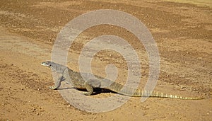 Australian monitor lizard in the wild