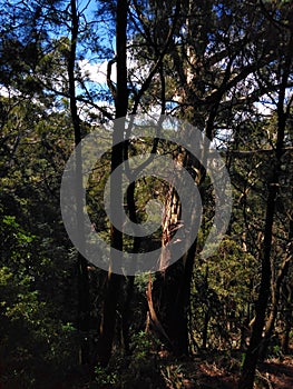 Australian mountain forest landscape in the Blue Mountains. Old tall eucalyptus trees