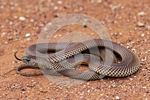Australian Mulga or King Brown Snake