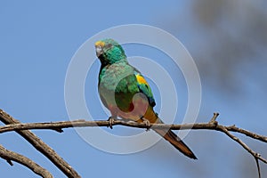 Mulga Parrot