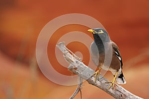 Australian Mynah