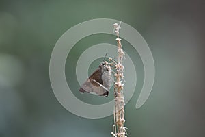 Australian Narrow Banded Awl Skipper Butterfly