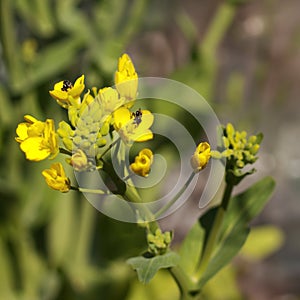 Australian native bees organic boc choy flower