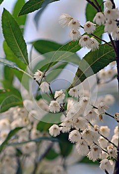 Australian native Blueberry Ash flowers, Elaeocarpus reticulatus