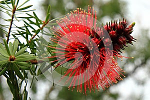 Australian Native Bottlebrush