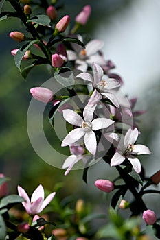 the Australian native Box Leaf Waxflower, Philotheca buxifolia, family Rutaceae,