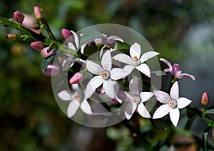 Australian native Box Leaf Waxflower, Philotheca buxifolia, family Rutaceae