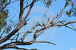 Australian native budgerigar perched in gumtree