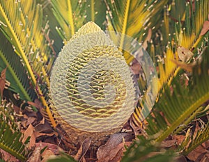 Australian native cycad