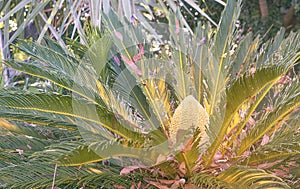 Australian Native Cycad Plant